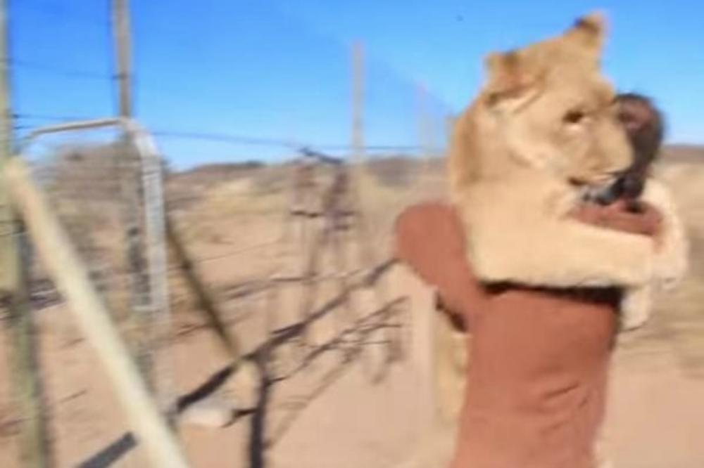 SNIMAK KOJI ĆE VAS OBORITI S NOGU: Lavica zagrlila čoveka koji joj je spasao život! (VIDEO)