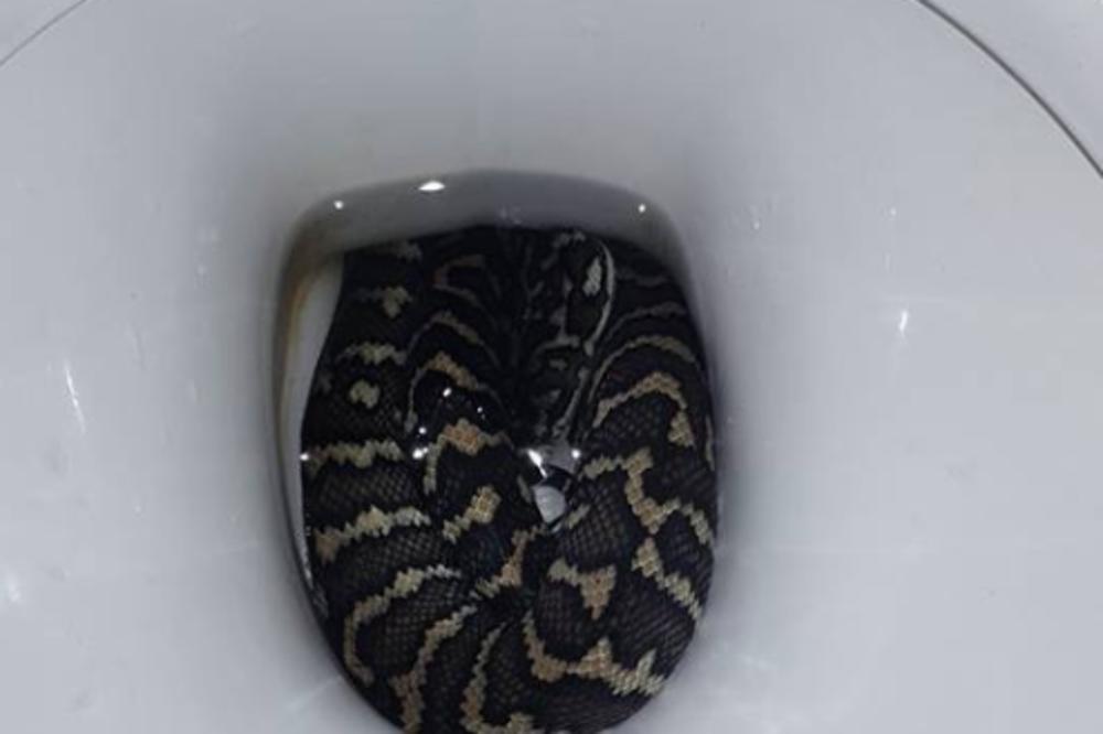 SELA JE NA WC ŠOLJU, A ONDA OSETILA OŠTAR BOL: Kada se okrenula, ugledala je UŽAS!