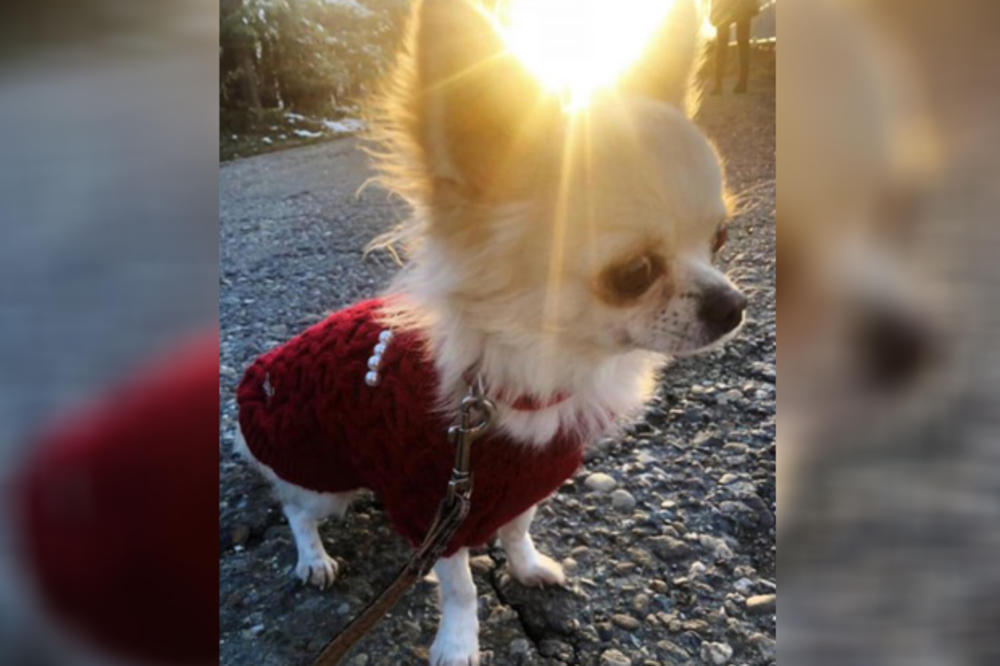 MALA COCO U CRVENOM DŽEMPERIĆU LUTA IZGUBLJENA PO BEOGRADU: Vlasnica Ana nudi 500 EVRA za njen povratak (FOTO)