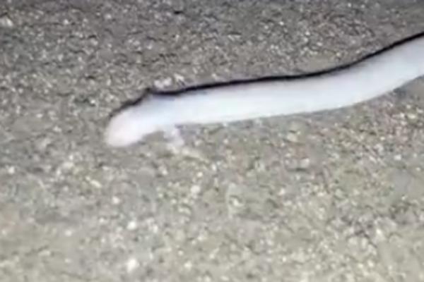 ZMIJA SA DVE NOGE, MA ŠTA JE OVO??? Snimljeno baš čudno stvorenje! (VIDEO)