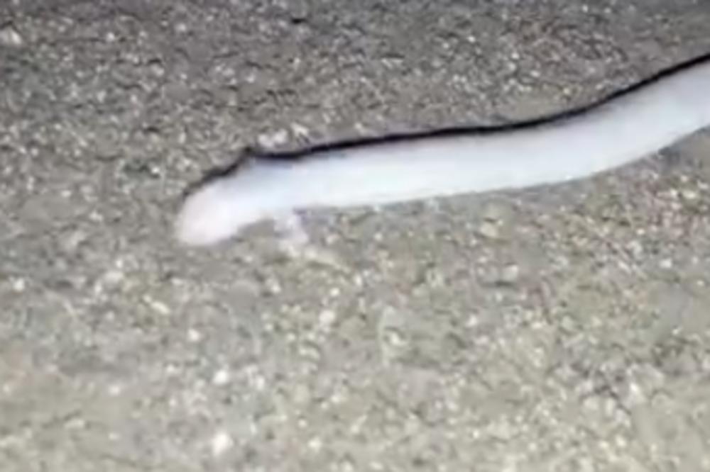 ZMIJA SA DVE NOGE, MA ŠTA JE OVO??? Snimljeno baš čudno stvorenje! (VIDEO)