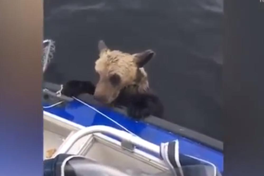 MEDVED JE POKUŠAO DA UĐE U ČAMAC: Ribari su učinili nešto što NIKO DRUGI NE BI! (VIDEO)