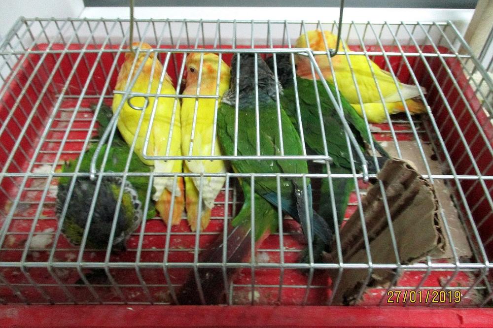 13 PTICA ZAŠTIĆENIH VRSTA ZAPLENJENO NA GRANICI! Ugrožene vrste otrgnute od krijumčara, SADA IMAJU NOVI DOM! (FOTO)