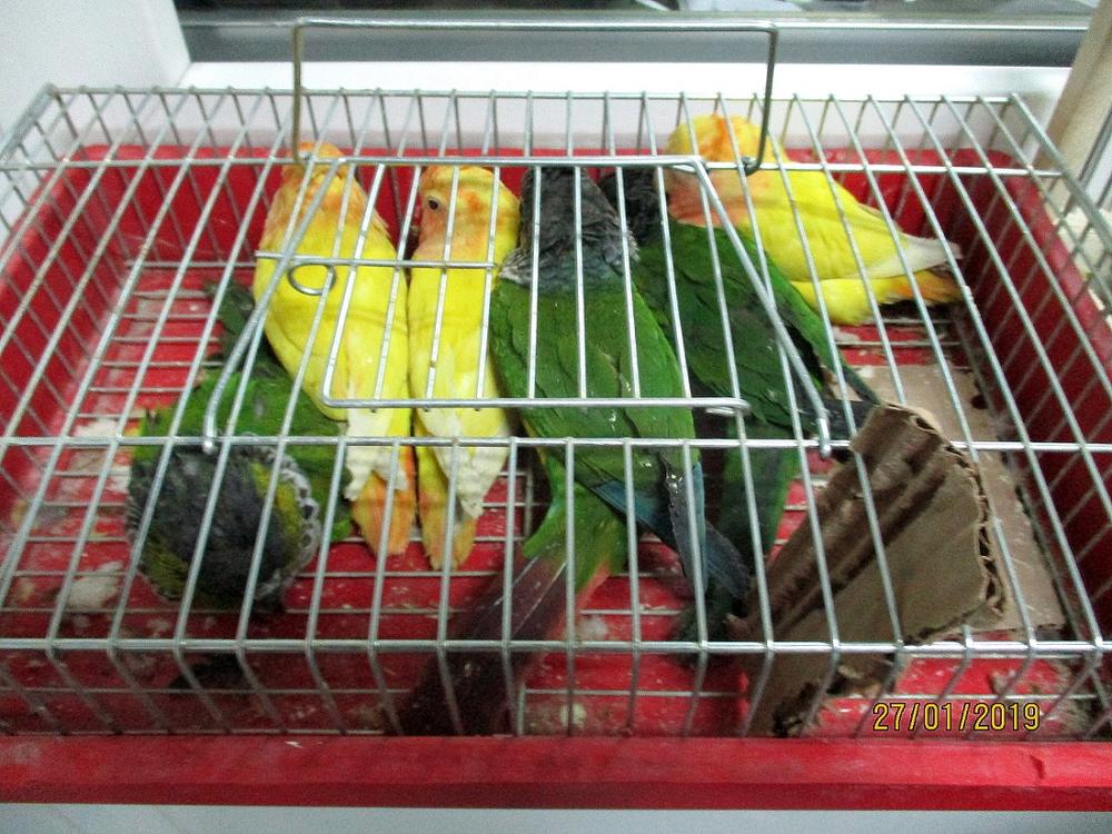 Zaplenjene ptice koje su zaptićene vrste 