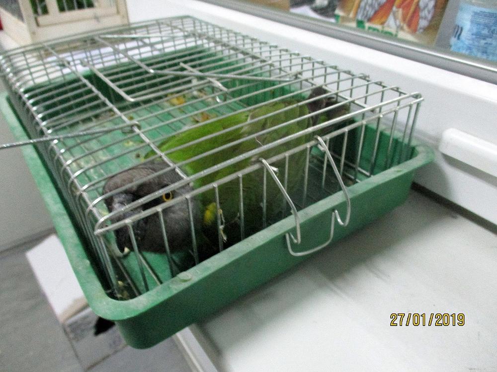 Zaplenjene ptice koje su zaptićene vrste 