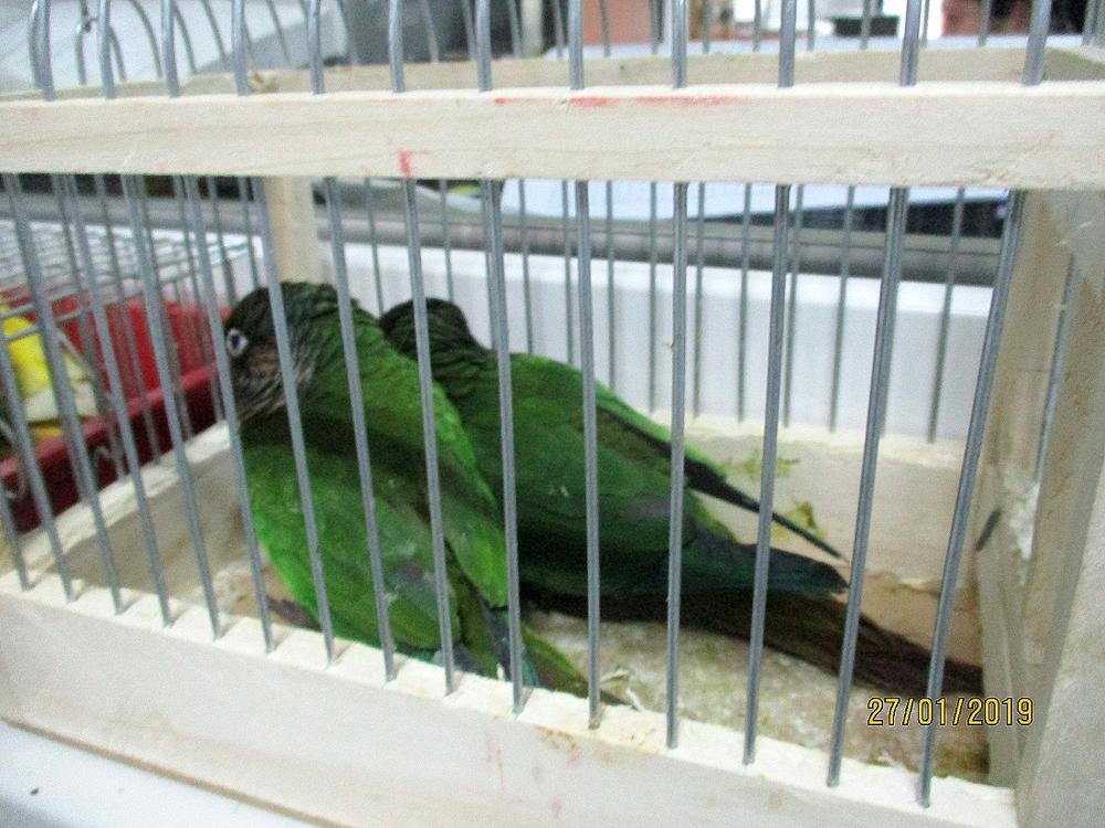 Zaplenjene ptice koje su zaptićene vrste 