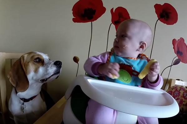 OVI RODITELJI SU OSTAVILI BEBU SAMU SA PSOM: Ono što je usledilo gledaćete u jednom dahu! (VIDEO)