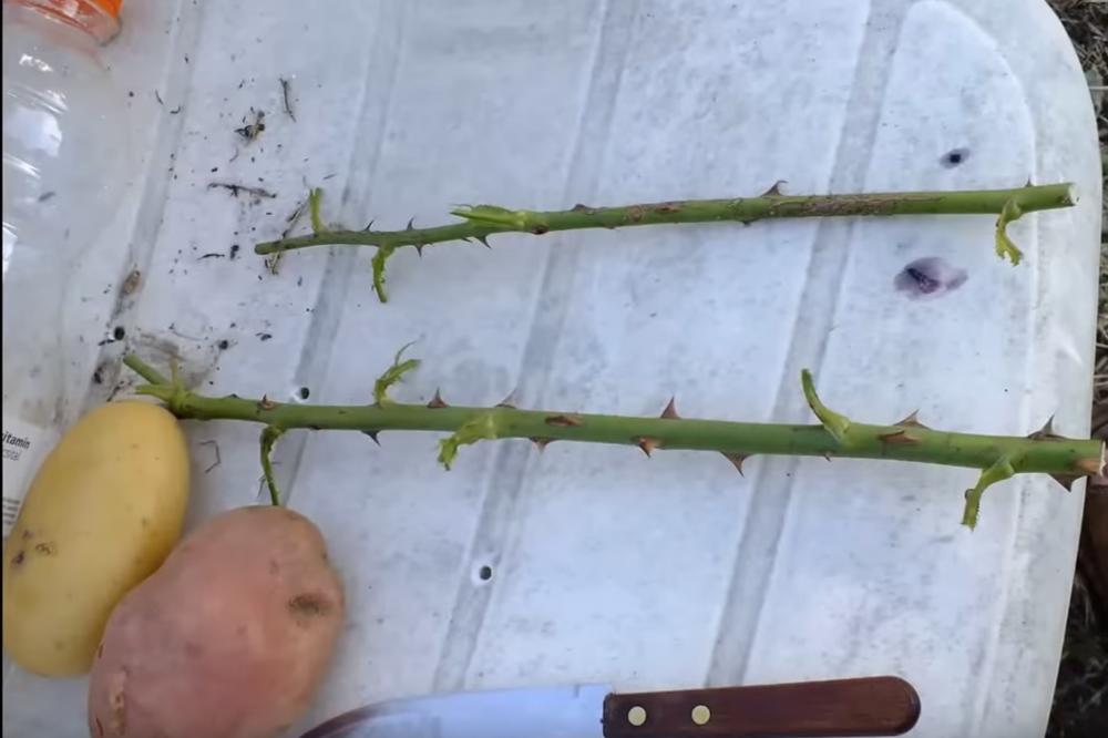 ZABIO JE RUŽU U KROMPIR I ZASADIO IH: Posle 7 dana izraslo je nešto FASCINANTNO! (VIDEO)