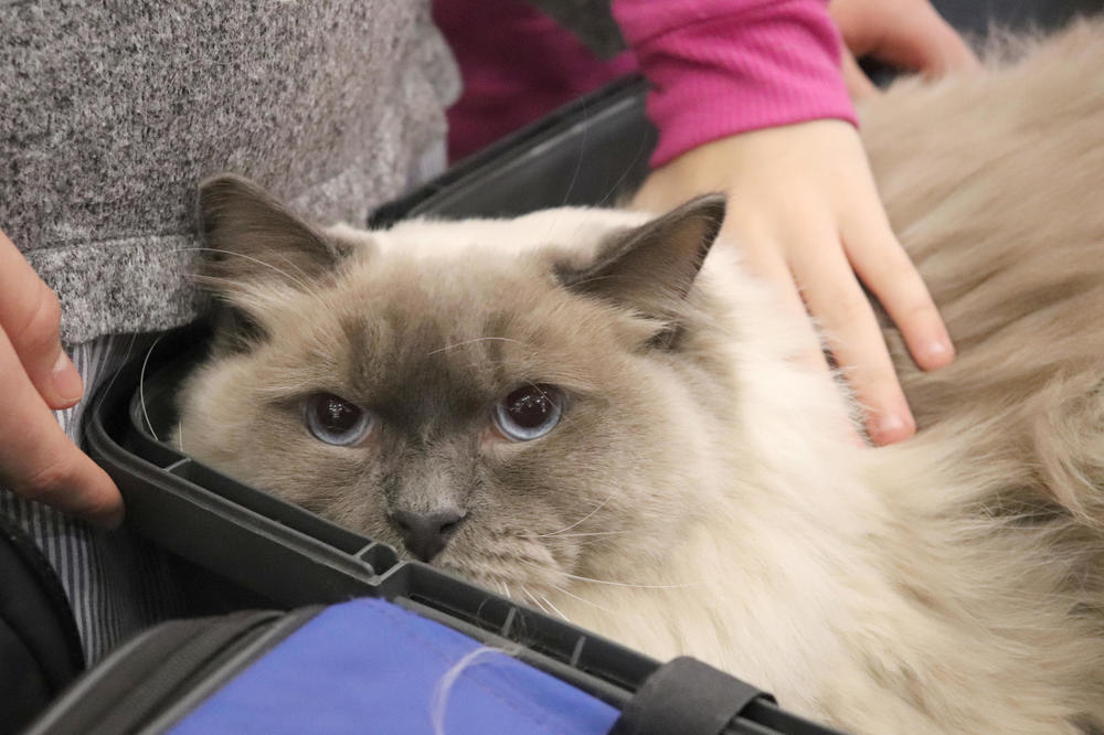 E, SVAŠTA: U hostelu u Japanu gosti zaspu gledajući mačke