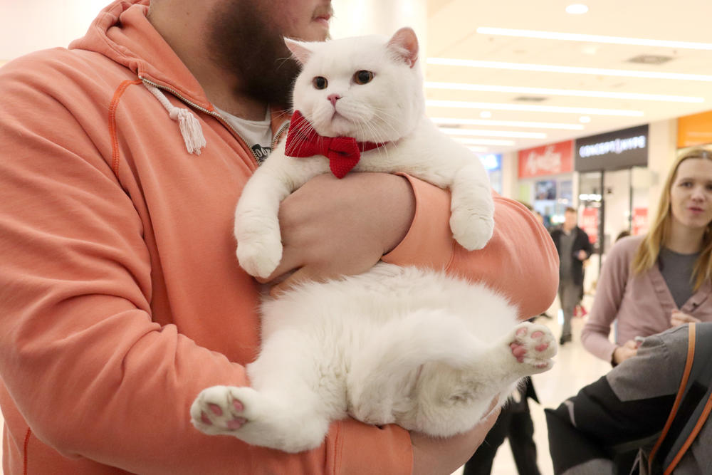 Neke mace su nosile i zanimljive aksesoare