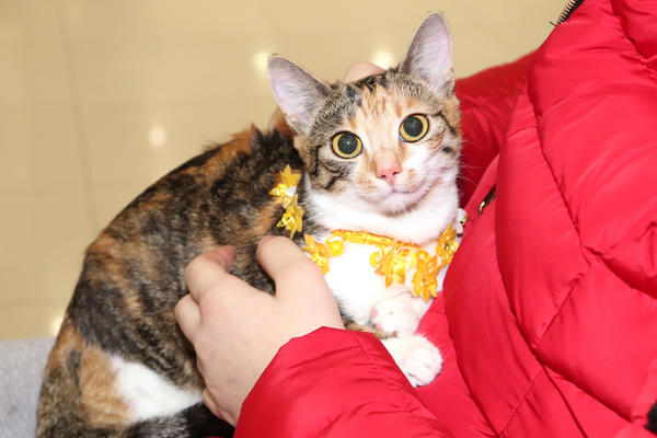 OVO JE RAZLOG ZAŠTO MAČKE GLEDAJU U PRAZAN ZID: Nikad ne biste pogodili da je ZBOG OVOGA, kakvo iznenađenje