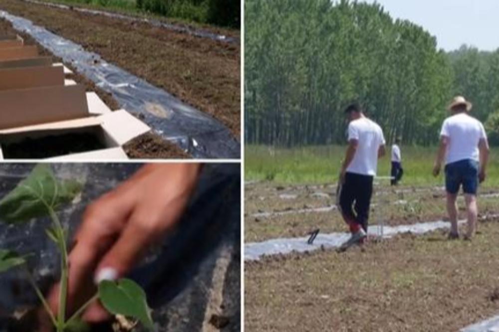 NA OVOJ BILJCI SRBI ZARADE I DO 3.000 EVRA MESEČNO! Sve je više zainteresovanih povrtara za OVAJ BIZNIS