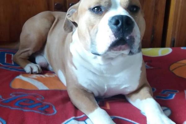 DEBELOG NEMA VEĆ 7 DANA NA ŽARKOVU: Nestao američki staford, Slađana moli za pomoć! (FOTO)