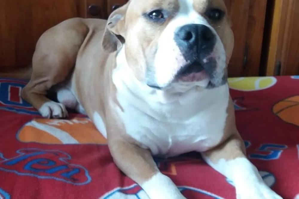 DEBELOG NEMA VEĆ 7 DANA NA ŽARKOVU: Nestao američki staford, Slađana moli za pomoć! (FOTO)