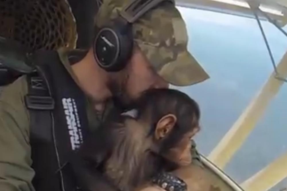 SNIMAK PILOTA KOJI VOZI BEBU ŠIMPANZE RAZNEŽIO JE SVET: Mladunče je spašeno od sigurne smrti (VIDEO)