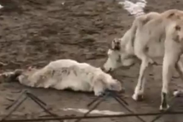 U SUBOTICI LOGOR ZA PSE! Kanibalizam među životinjama, traži se hitna reakcija POLICIJE! (UZNEMIRUJUĆI VIDEO)