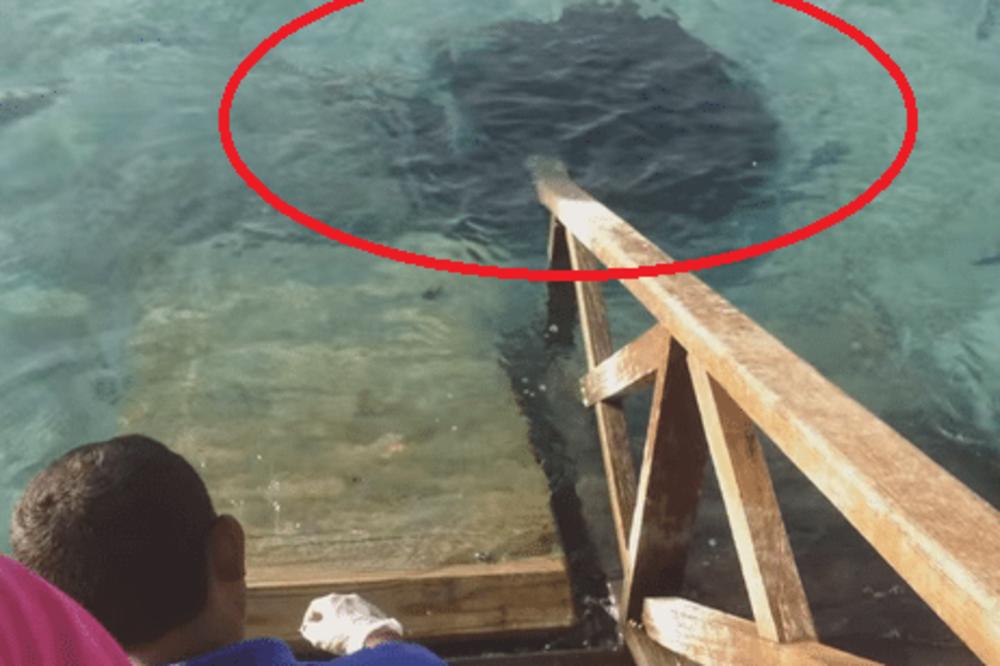 HRANIO RIBE NA MOLU, A ono što se dogodilo zatim ga je ISPREPADALO! (VIDEO)