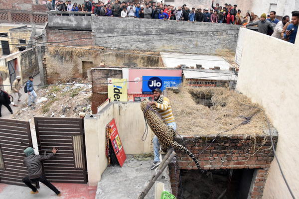 LEOPARD NAPAO ČITAVO SELO! Ljudi u panici bežali na krovove, uhvatili ga posle 7 SATI! (FOTO)