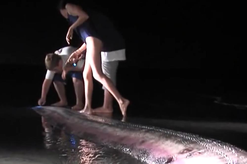 MORSKA ZMIJA KOJA JE VESNIK SMRTI: Kada god ispliva na površinu, dogodi se KATASTROFA - a sada je opet viđena