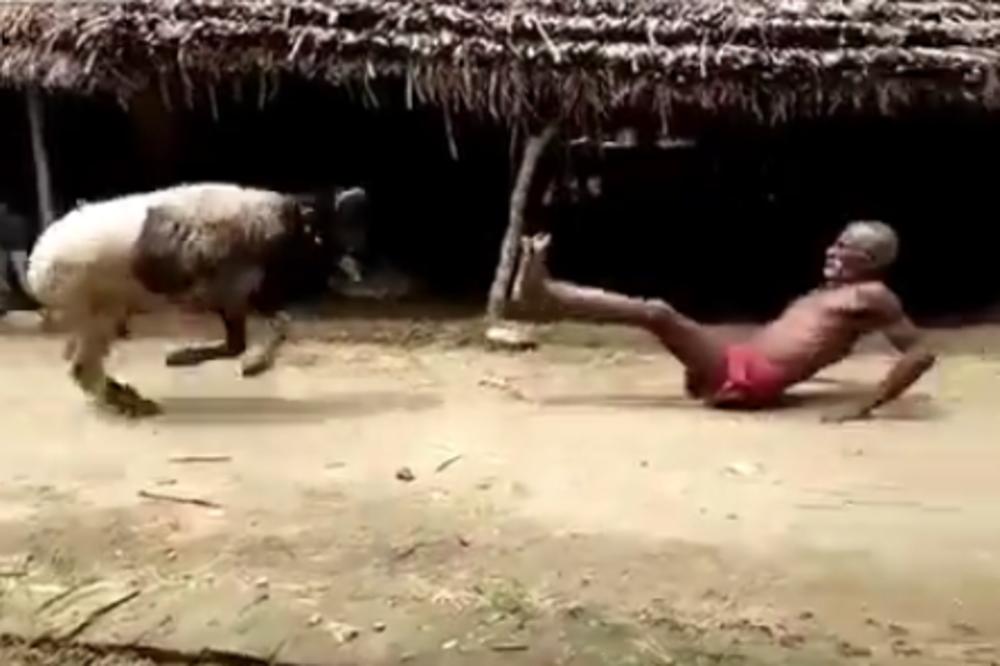 NAJLUĐI ČIČA NA SVETU: Svima ćete pokazati ŠTA RADI SA OVIM OVNOM! (VIDEO)