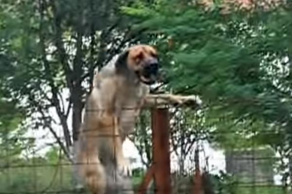 SRPSKI ODBRAMBENI PAS NA SMRT IZUJEDAO ŽENU (69): Skočio je na nju i oborio je, nije joj bilo spasa!