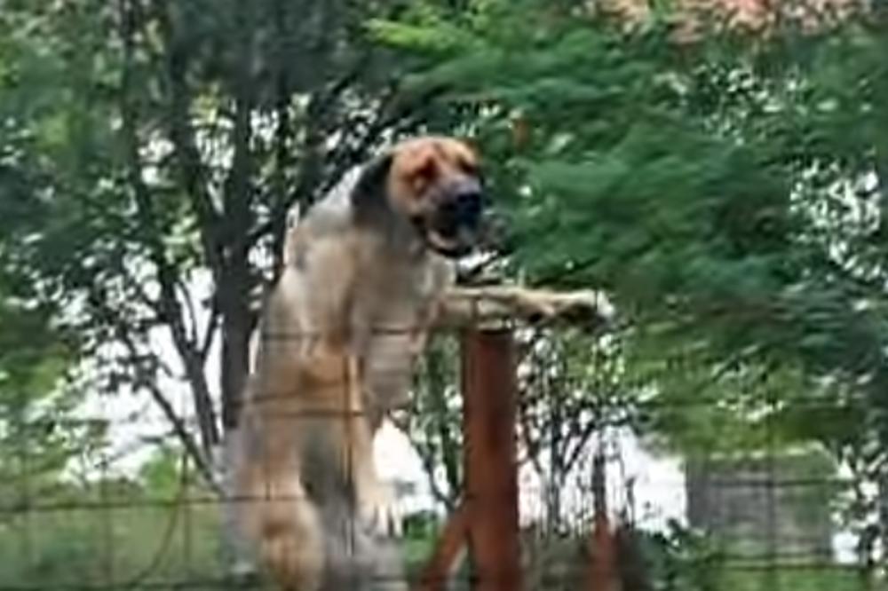 SRPSKI ODBRAMBENI PAS NA SMRT IZUJEDAO ŽENU (69): Skočio je na nju i oborio je, nije joj bilo spasa!