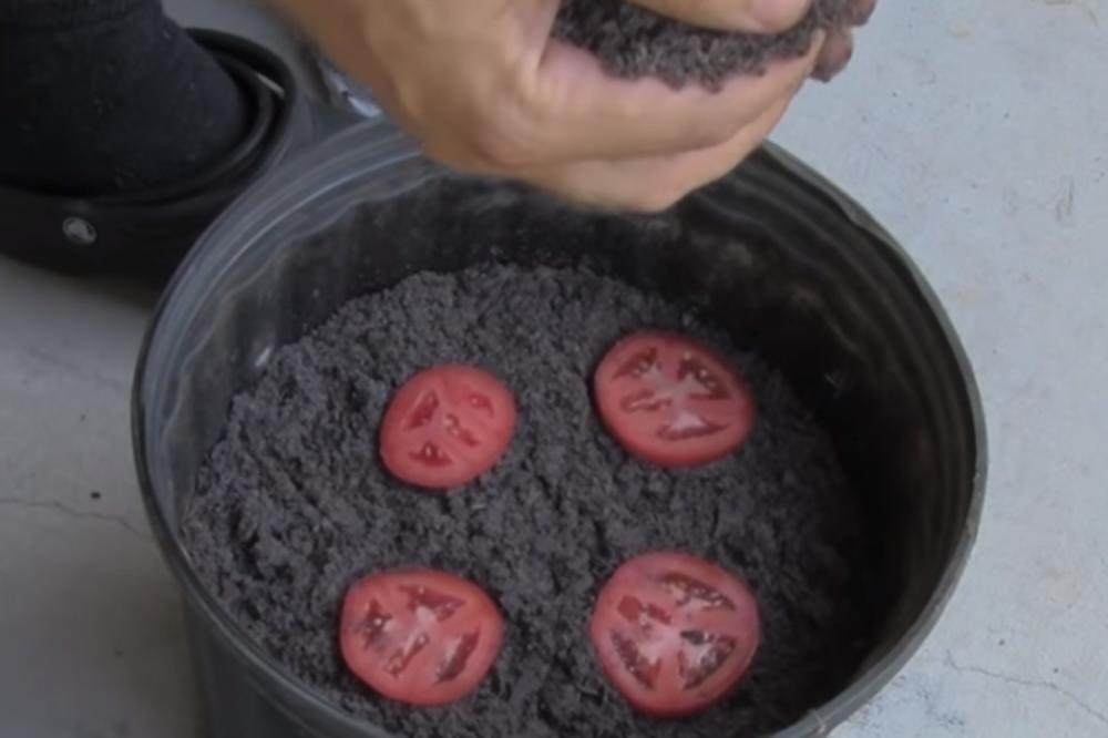 STAVIO JE KOLUTOVE PARADAJZA U SAKSIJU SA ZEMLJOM: Pogledajte šta se desilo nakon 2 nedelje! (VIDEO)