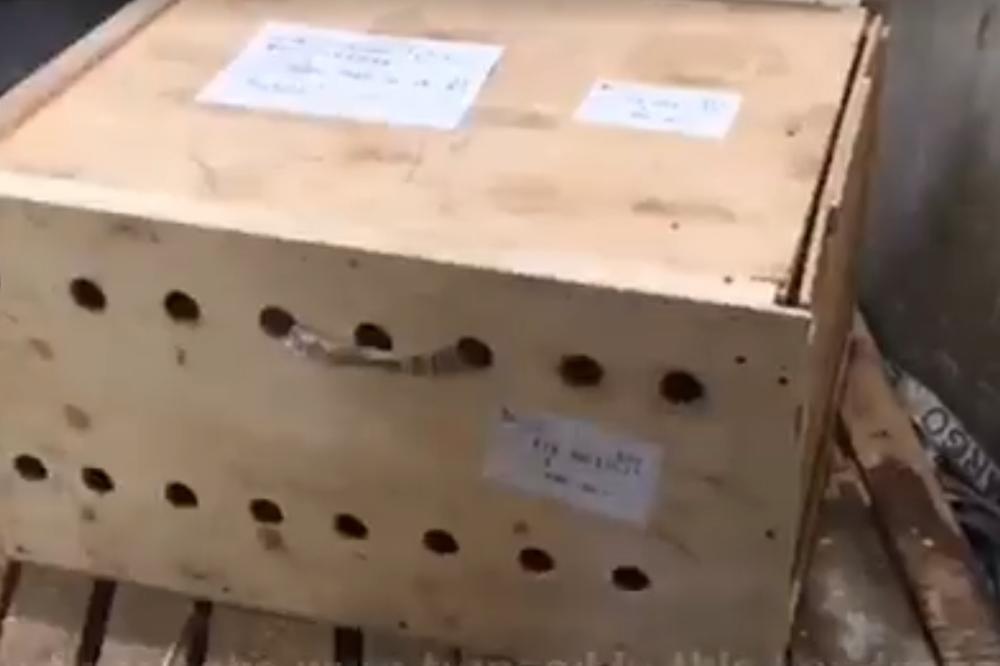MISTERIOZNA KUTIJA STAJALA NEDELJU DANA NA AERODROMU: Radnici se ŠOKIRALI kada su je napokon OTVORILI (VIDEO)