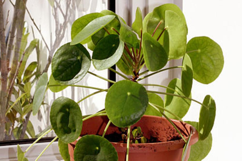 Uspeva samo dobrim ljudima: Ova srećna biljka novac privlači kao magnet, samo treba da je stavite ovde!