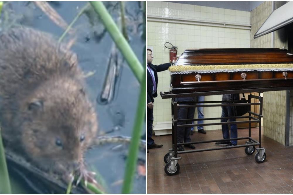 OVA ŽIVOTINJA JE POJELA ČOVEKA IZ ZAJEČARA: Pronađen je bez LICA i ORGANA! BIO JE NEPREPOZNATLJIV OD UJEDA