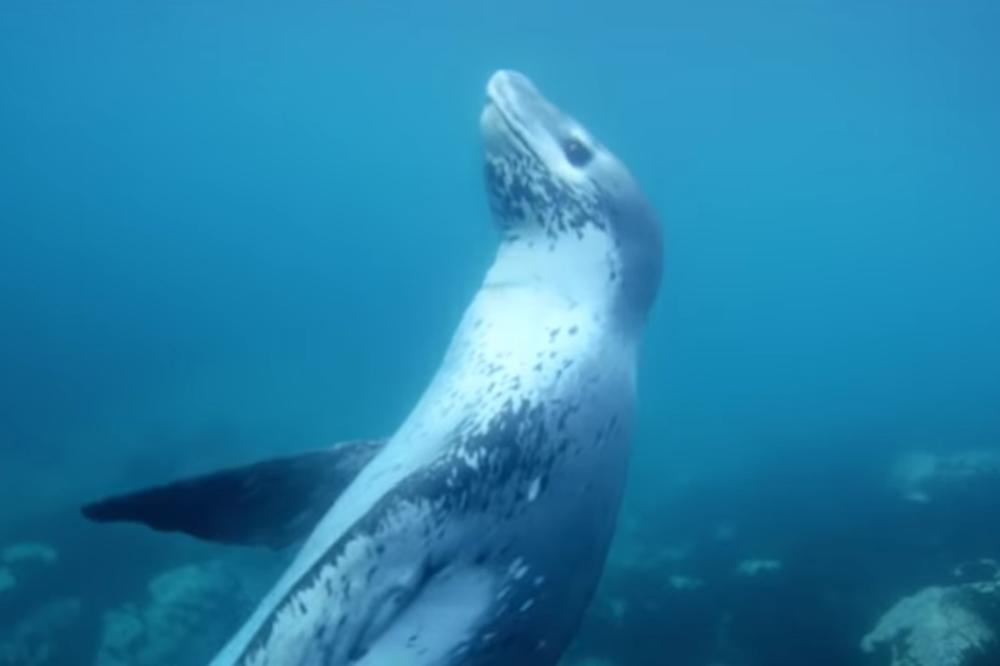 U IZMETU FOKE PRONAŠLI USB: Naučnici su bili šokirani što još radi, ali i snimcima koje su videli na njemu (VIDEO)