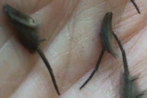 U KUHINJI NAŠLA UŽASNA STVORENJA, NIKO NE ZNA ŠTA JE U PITANJU! Dlakavi pipci se mrdaju, žena PREPLAŠENA! (VIDEO)