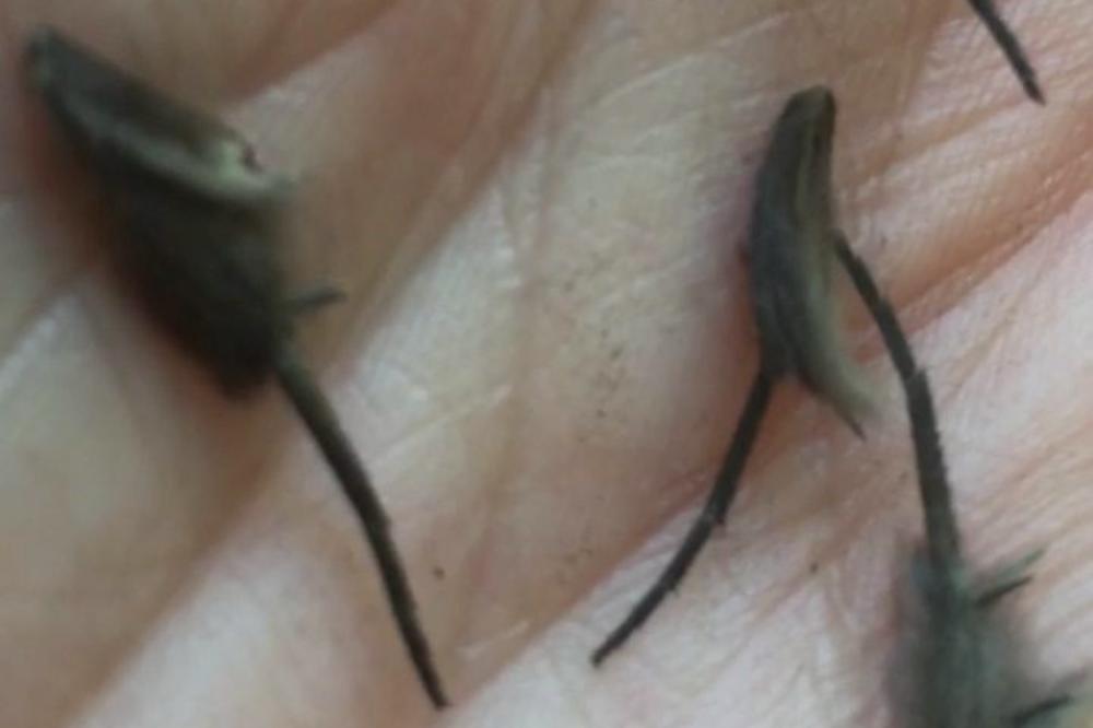 U KUHINJI NAŠLA UŽASNA STVORENJA, NIKO NE ZNA ŠTA JE U PITANJU! Dlakavi pipci se mrdaju, žena PREPLAŠENA! (VIDEO)