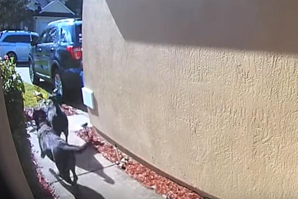 ŽENA SE SRUŠILA U KUPATILU, PA JE TRAŽILA POMOĆ OD SVOJA TRI PSA: Labradorke su zatim učinile nešto neverovatno!