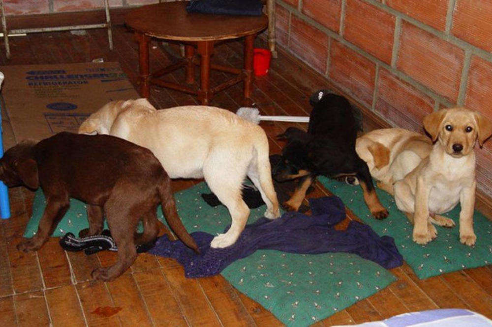 U ŠTENAD JE ZAŠIVAO VREĆE SA HEROINOM: Osuđen student VETERINE zbog krijumčarenja droge na monstruozan način!