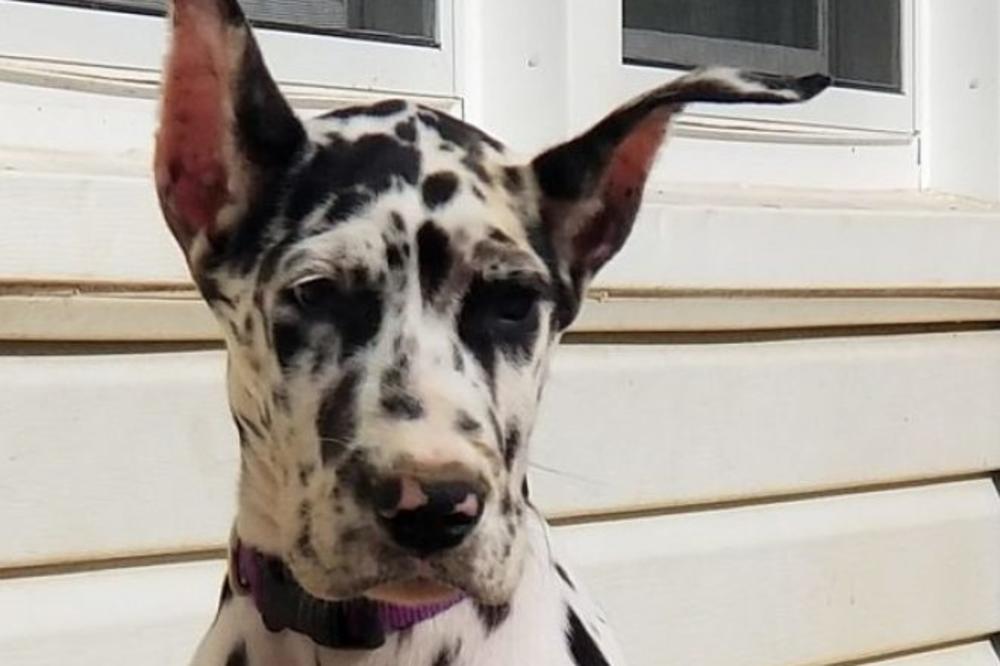 PRETE JOJ SMRĆU ZBOG ONOGA ŠTO JE URADILA SVOM PSU: Vlasnica nemačke doge naljutila mnoge! (VIDEO)