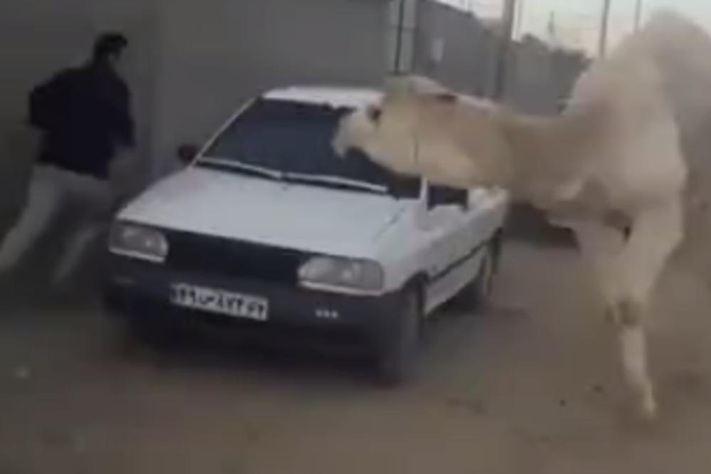 SEKUNDE SU FALILE DA GA STIGNE: Besna kamila juri čoveka oko automobila, njegova reakcija je HIT (VIDEO)