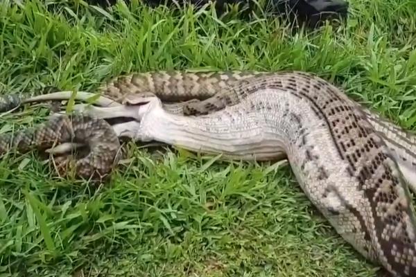 USNIMLJEN STRAVIČAN PRIZOR, OD OVOGA ĆE SE I NAJHRABRIJI ZALEDITI: Gledajte šta je ZMIJURINA PROGUTALA, HOROR! FOTO