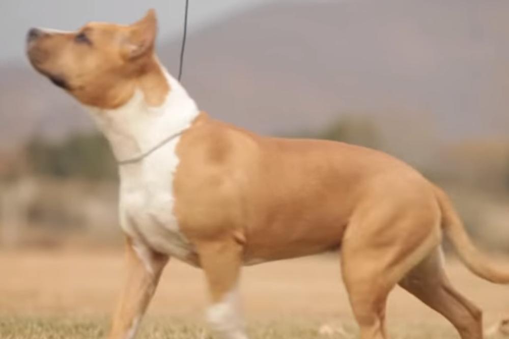 ISPRED VLASNICE JE NOŽEM IZBO PSA! Nisam shvatala šta se događa, čula sam da pas cvili, krv je šikljala...