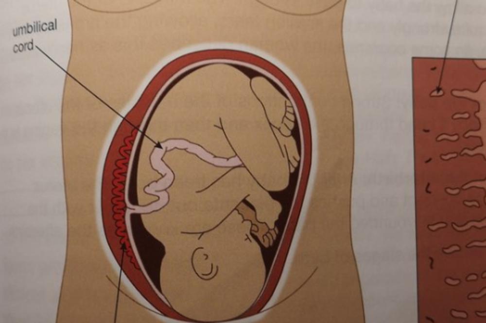 RODITELJI BESNI ZBOG SLIKE TRUDNICE U UDŽBENIKU: Ovo šalje pogrešnu poruku devojčicama! (FOTO)