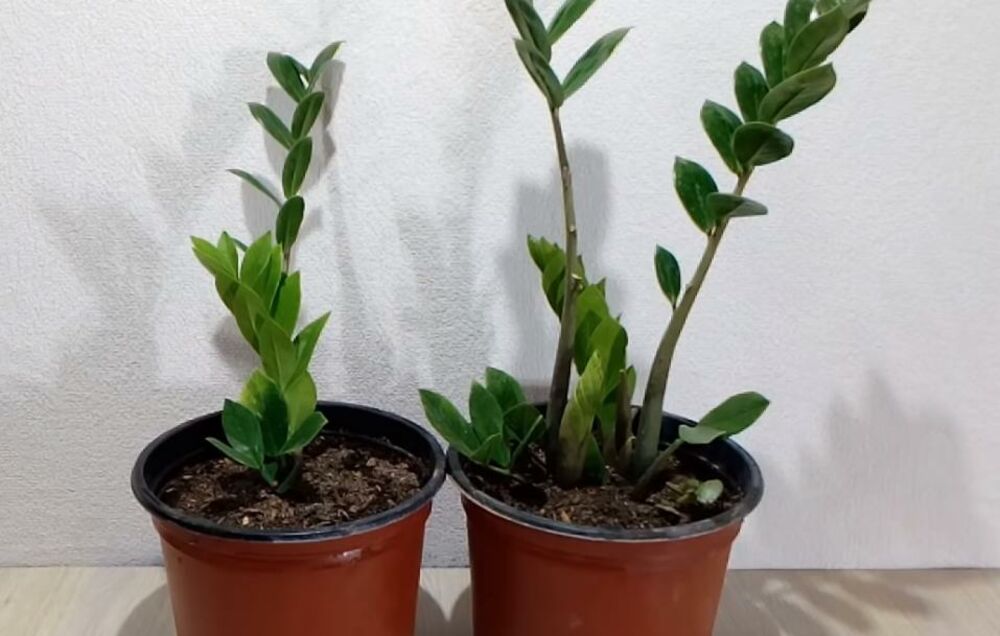 Biljka, Saksija, Zamija