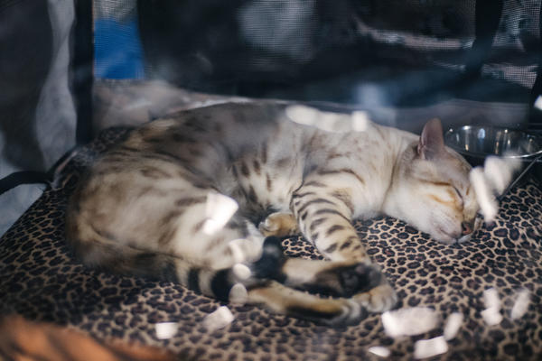 4 razloga zašto mačka spava na vama, na nekom delu tela