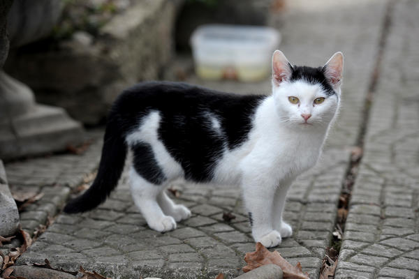 VELIKA ISTINA O MAČKAMA: Svi misle da vole ljude samo zbog hrane, ali evo kako nas one ZAPRAVO VIDE!