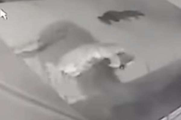 KRVAVI SUSRET PSA I DIVLJE ZVERI: Pogledajte hrabrog DOBERMANA kako se bori sa Pumom! (VIDEO)