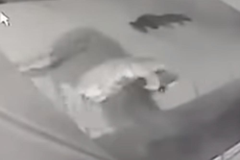 KRVAVI SUSRET PSA I DIVLJE ZVERI: Pogledajte hrabrog DOBERMANA kako se bori sa Pumom! (VIDEO)