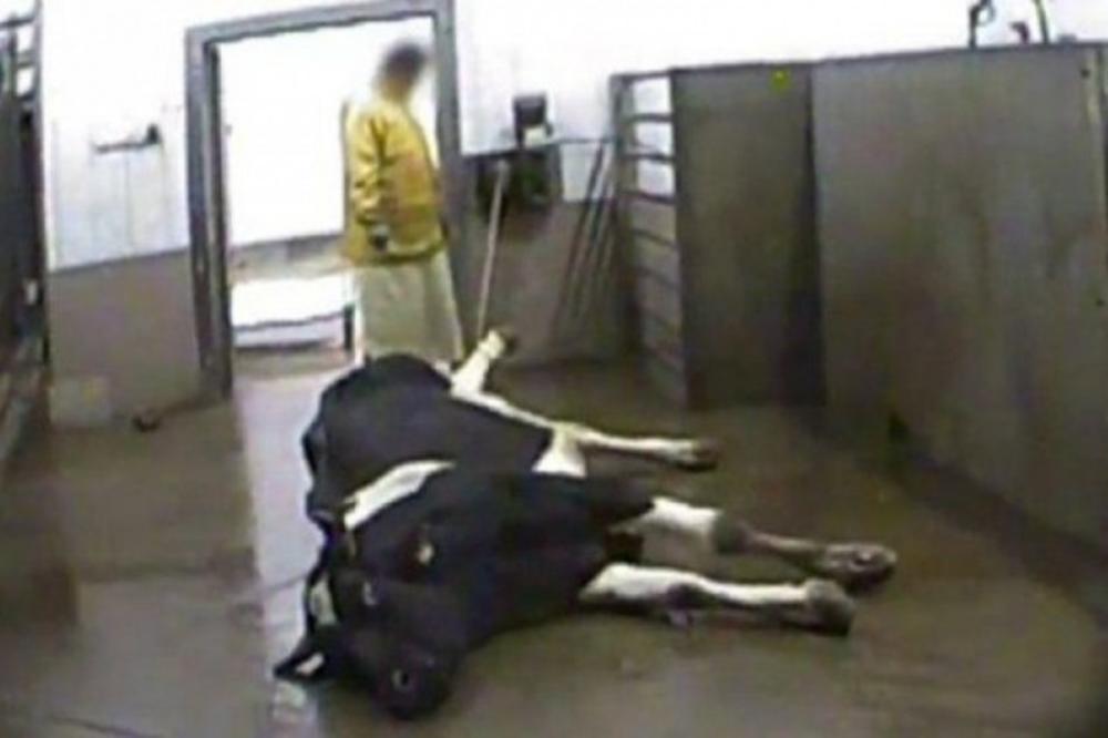 MESO BOLESNIH KRAVA IZ POLJSKE STIGLO NA KOSOVO! Albanci u panici!