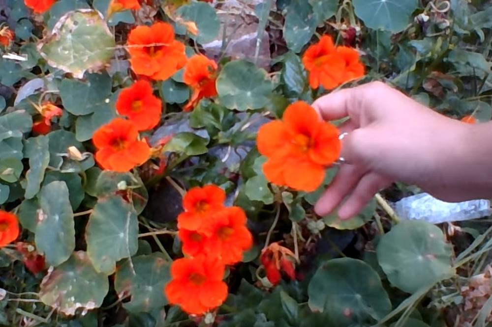 OVAJ CVET ČUDNOG IMENA TERA BILJNE VAŠI I GUSENICE: Zasadite ga u BAŠTI pored kupusa i paradajza, i GLEDAJTE ČUDO