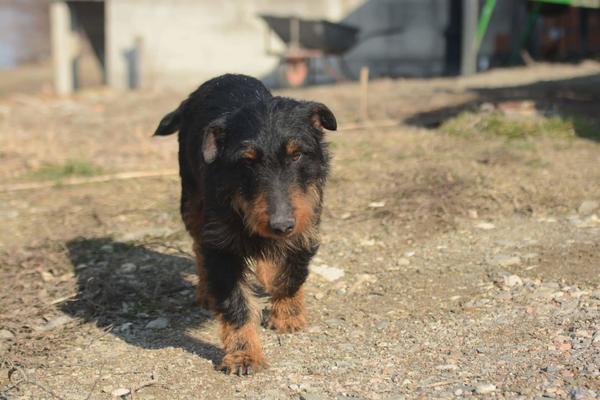 ROKI VIŠE NIKAD NEĆE VIDETI SVOG ŠABANA: Novinarka Espresa zagrlila kucu koji je provodio dane s KRALJEM! (FOTO)