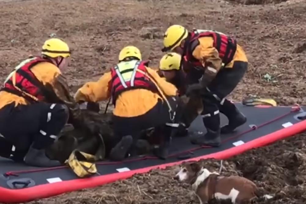 JEDVA GA IZVUKLI! Penzioner šetao psa, pa upao u nešto GROZNO - samo ga je progutalo! (VIDEO)
