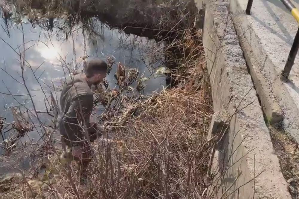 BRUTALNI MASAKR U PANČEVU: Zaklani PSI pronađeni u vodi, KUČE obešeno, ŠTENCI umotani u KESU (UZNEMIRUJUĆI SNIMAK)